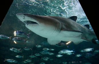 El tiburón imponía por su tamaño y su rictus serio