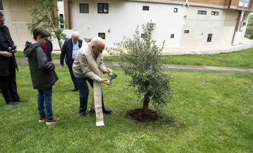 Los Rosales planta un olivo por su aniversario