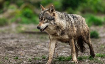 UniÃ³n de Uniones pide al MITECO la activaciÃ³n de reuniones periÃ³dicas para plantear la postura de EspaÃ±a en la protecciÃ³n del lobo ante la propuesta de la ComisiÃ³n Europea de rebajarla.AB PHOTOGRAPHY26/12/2023