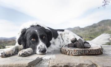 Un perro trufero descansa tras una jornada en los montes de Huesca
