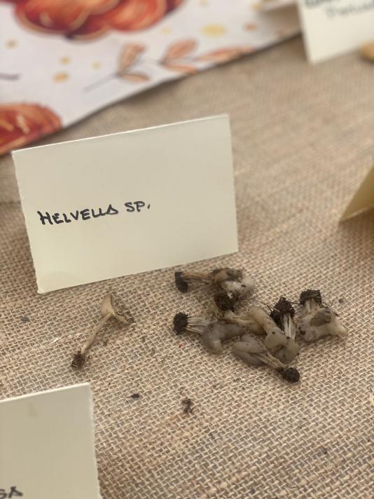 Exposición de setas en Teixeiro (7)