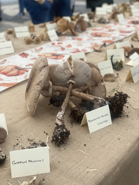 Exposición de setas en Teixeiro (9)