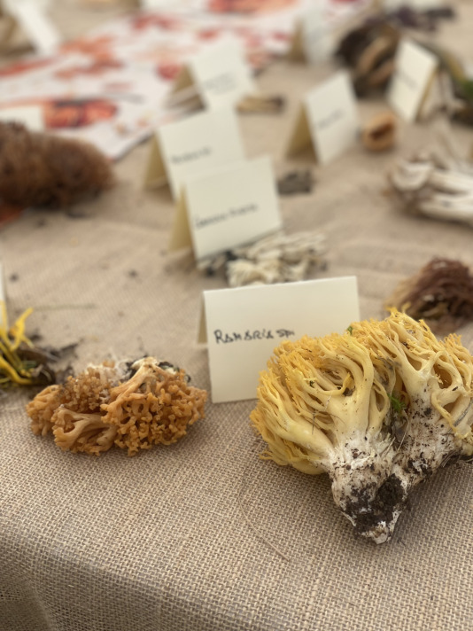 Exposición de setas en Teixeiro (8)