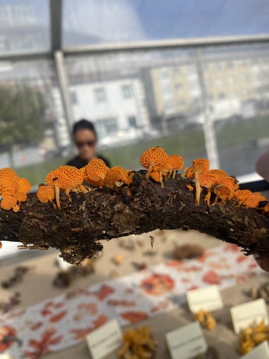 Exposición de setas en Teixeiro (5)