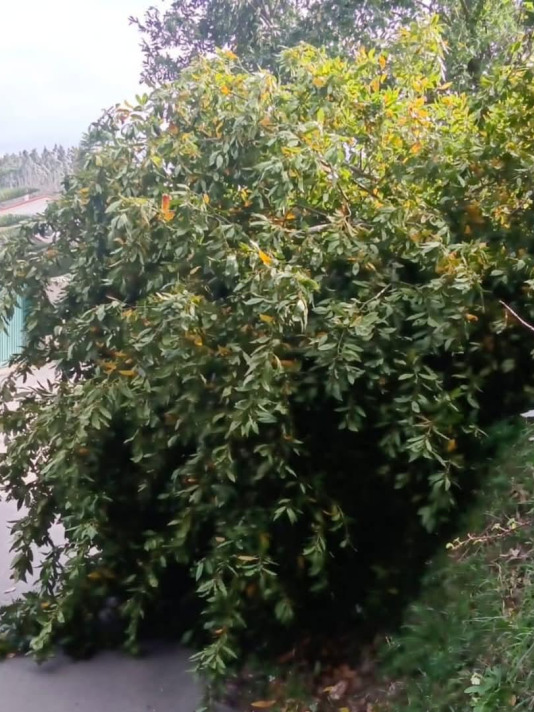 Desperfectos por el viento y la lluvia del temporal Éowyn (5)