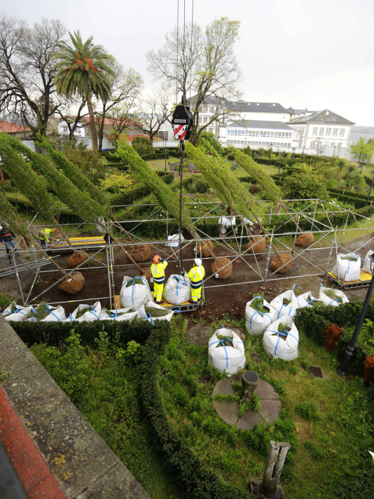 Los nuevos olmos que se plantarán en el jardín de San Carlos ya están en A Coruña (11)