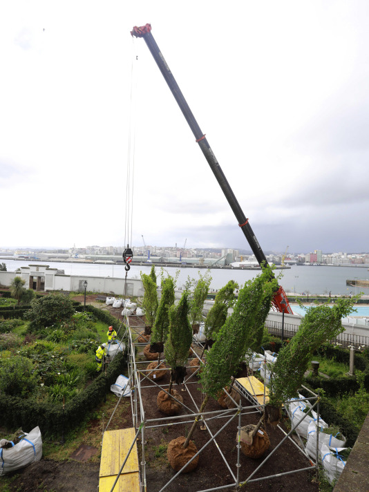 Los nuevos olmos que se plantarán en el jardín de San Carlos ya están en A Coruña (7)