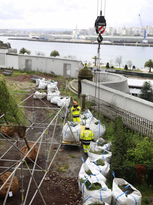 Los nuevos olmos que se plantarán en el jardín de San Carlos ya están en A Coruña (3)
