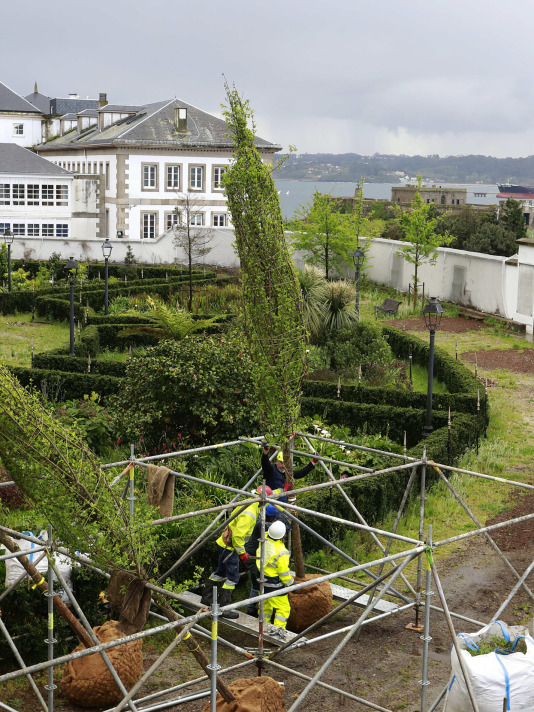 Los nuevos olmos que se plantarán en el jardín de San Carlos ya están en A Coruña (17)