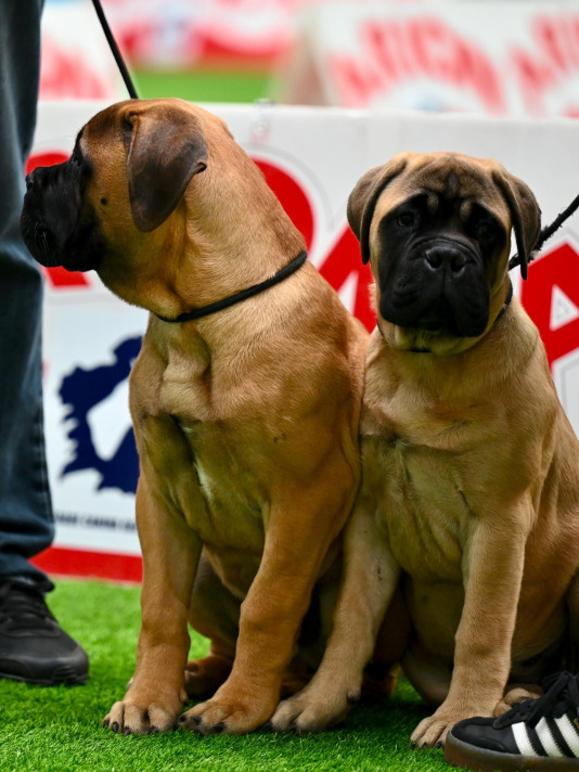 Concurso de belleza en Pata Pata @Pedro Puig (16)