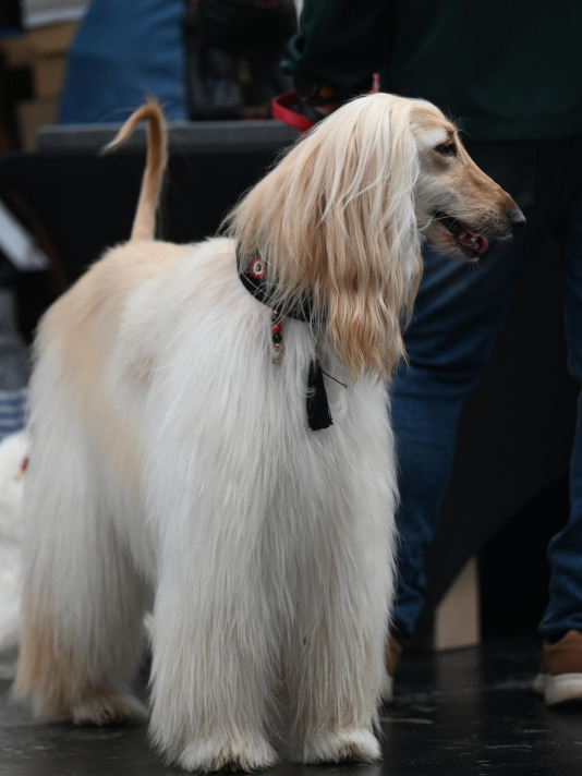 Concurso de belleza en Pata Pata @Pedro Puig (4)