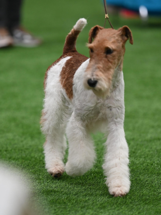 Concurso de belleza en Pata Pata @Pedro Puig (19)