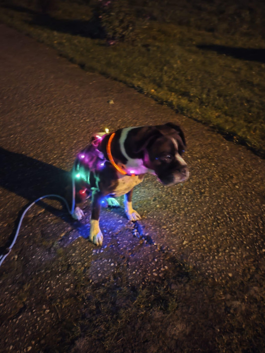 Alumbrado navideño en Adragonte