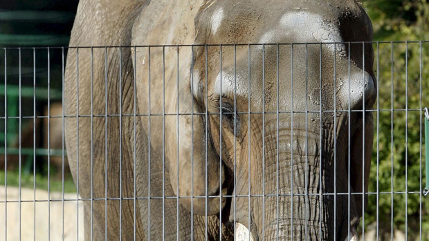 Imagen de archivo de la elefanta Susi, fallecida en el zoo de Barcelona como una de las más longevas de Europa