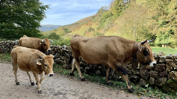 El ideal gallego