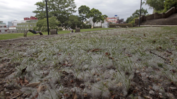 Pelusas en el parque de Santa Margarita