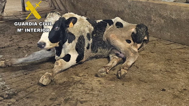 Vaca maltratada 3