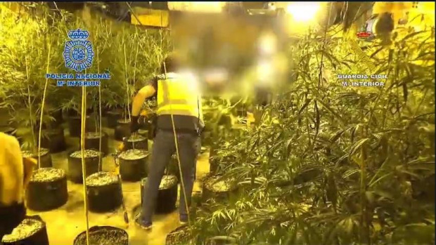 Dos detenidos y un cultivo de 305 plantas de marihuana desmantelado en Cambre