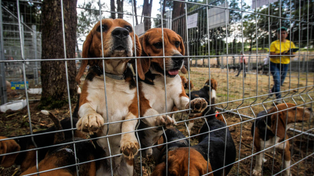 Los mejores perros de caza se reunieron este domingo en la finca As Quintás de Abegondo