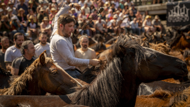 Un aloitador trabaja con los caballos en la Rapa das Bestas en Sabucedo