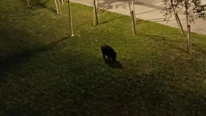 Un jabalí pasea por Xuxán