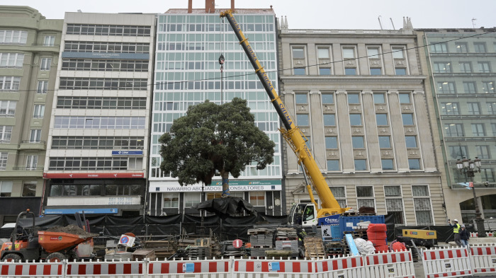 Trasplante del metrosidero de los Cantones
