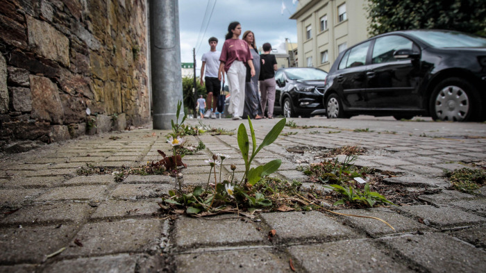 quintana. la vegetaciÃ³n rompe aceras en ciudad jardÃ­n