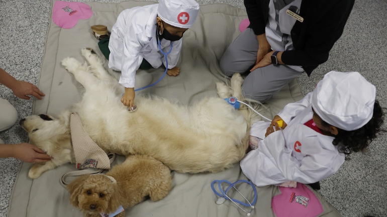 Los perros, 'doctores' de cuatro patas que cambian la rutina hospitalaria de los niños