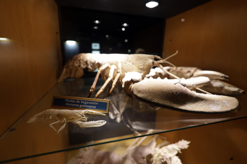 Mudas del bogavante Ulises, en el Aquarium