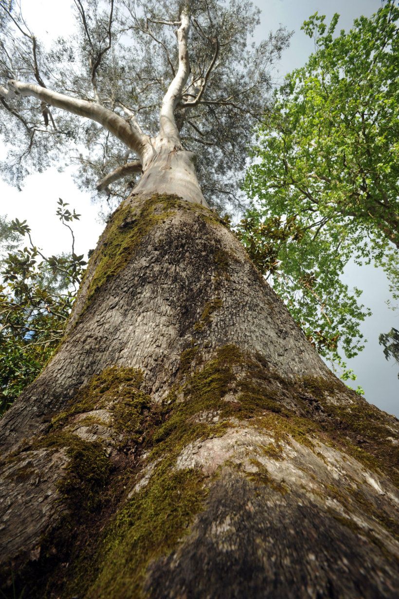 Eucalipto del Pazo de Mariñán