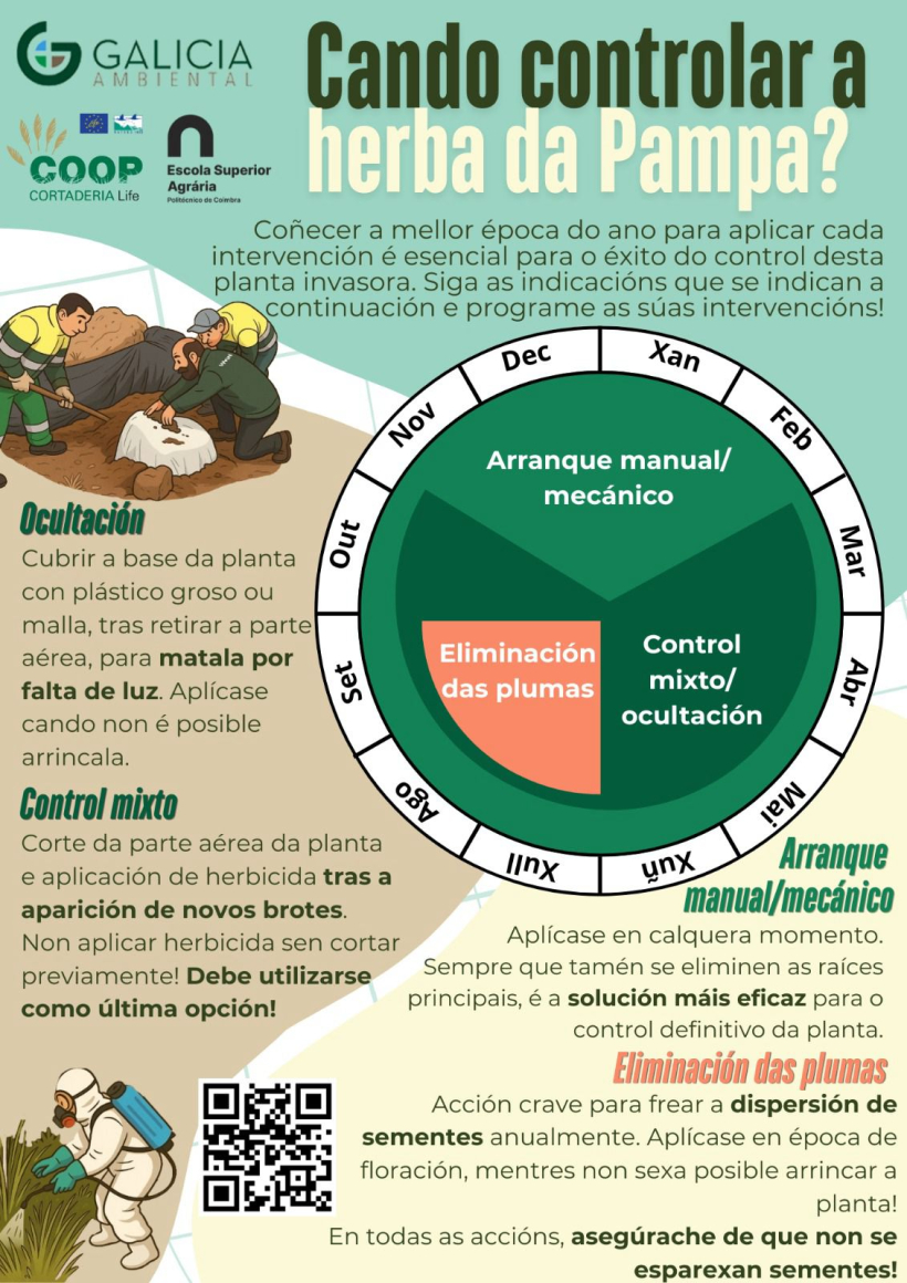 Guía para eliminar la hierba de la pampa