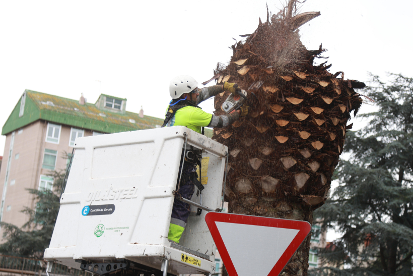 Un operario tala una palmera muerta por el picudo en una zona ajardinada junto a Alfonso Molina