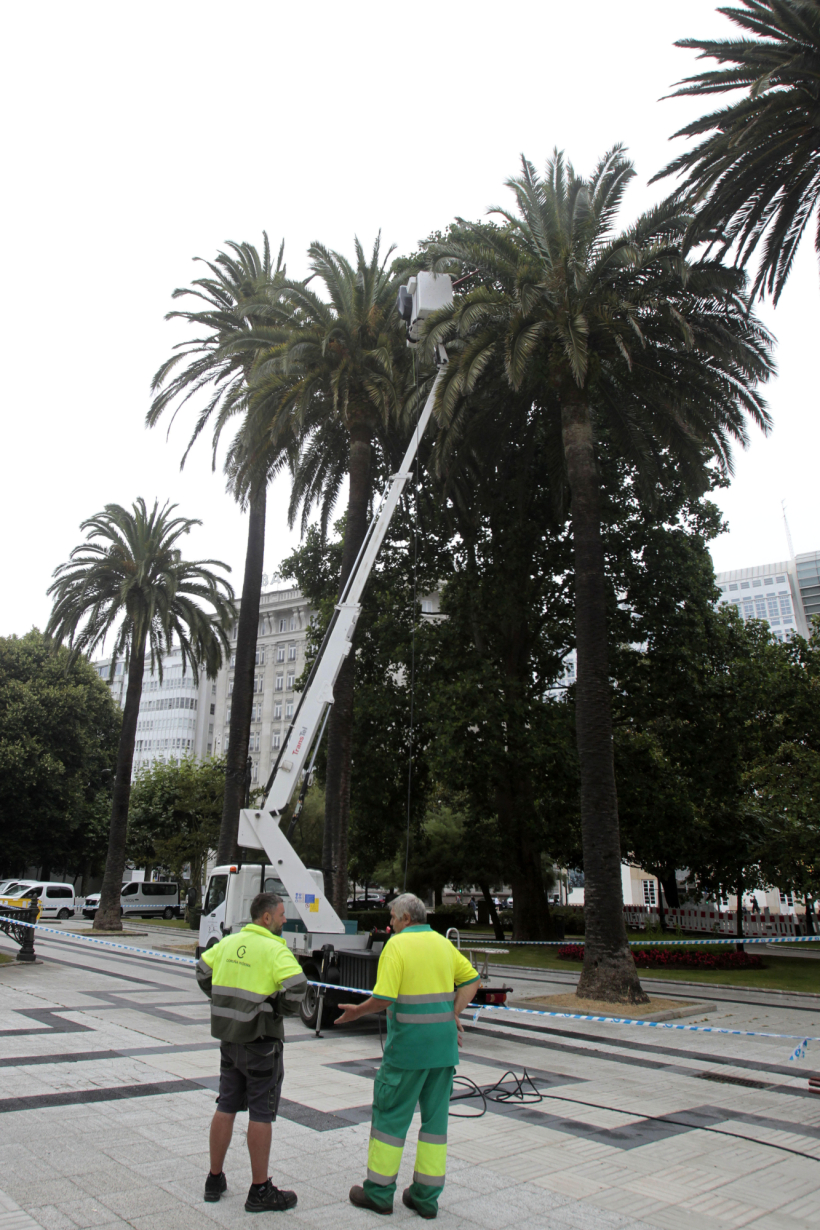 Técnicos examinan una de las palmeras de Méndez Núñez