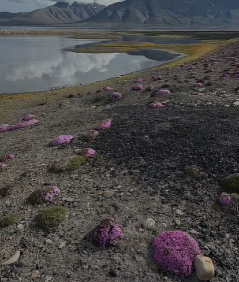 Plantas en el paisaje costero de Svalbard