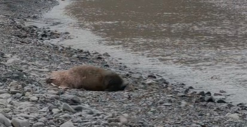 Una solitaria morsa en Svalbard