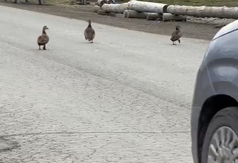 Un grupo de aves cruza una carretera en el archipiélago de Svalbard
