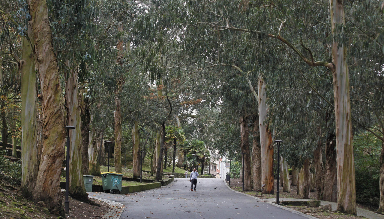 Árboles en el parque de Santa Margarita
