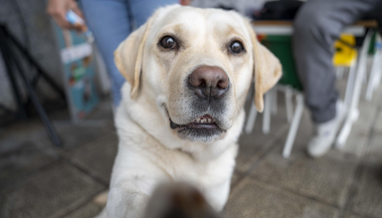 Un perro en A Coruña en el último Día de los Animales