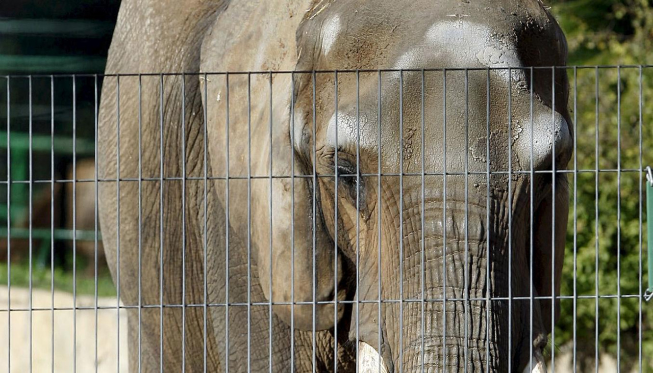 Imagen de archivo de la elefanta Susi, fallecida en el zoo de Barcelona como una de las más longevas de Europa