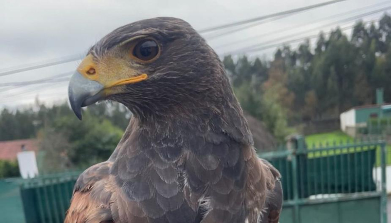 Águila perdida en O Burgo