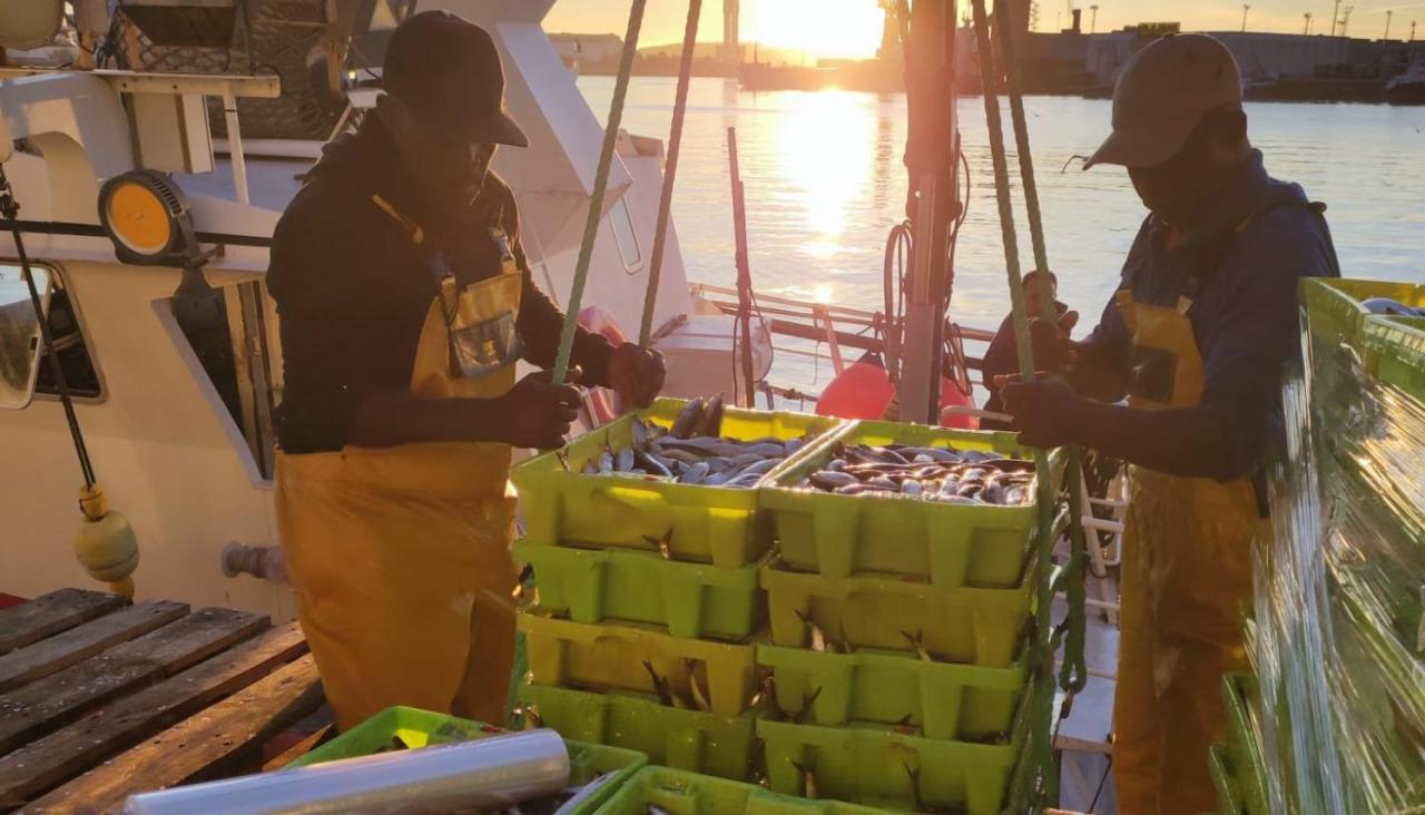 Descarga de sardinas en el puerto de A Coruña