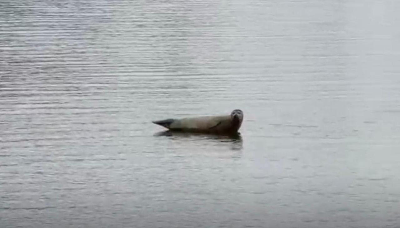 foca