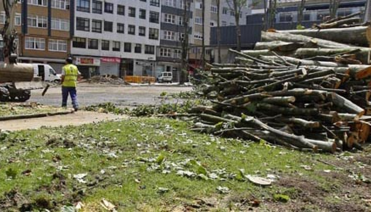 Medio Ambiente justifica la tala de los árboles en As Conchiñas por su ...