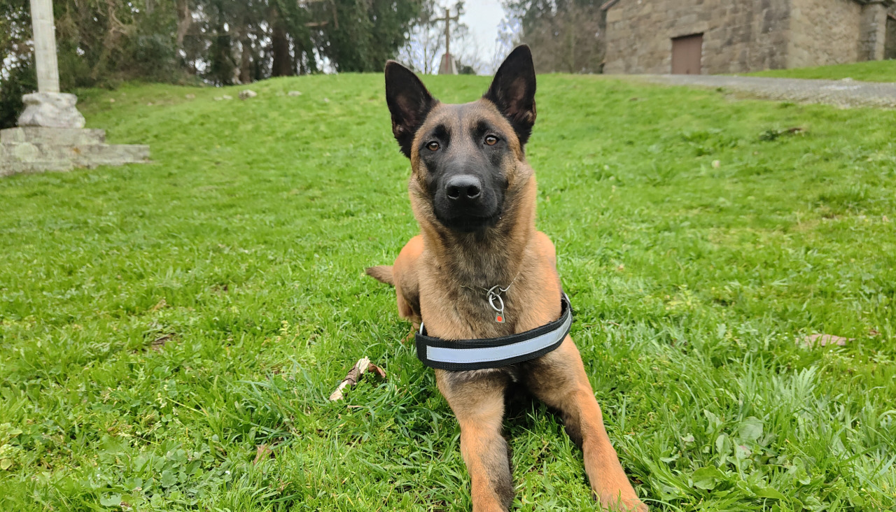 Finde abel 25 ferbrero perros Ara