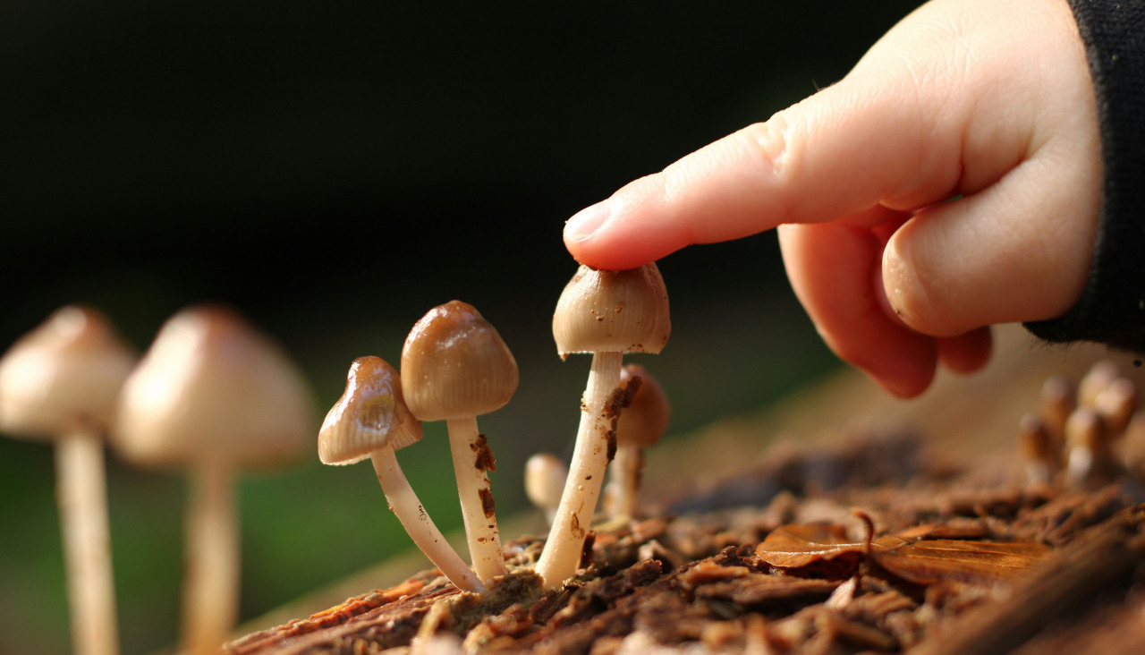 Pascal naterop QmZEuKPsFYA unsplash