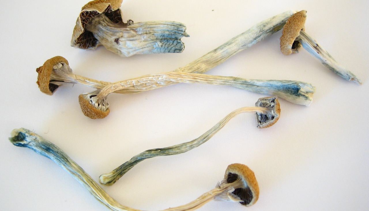 Dried Cubensis