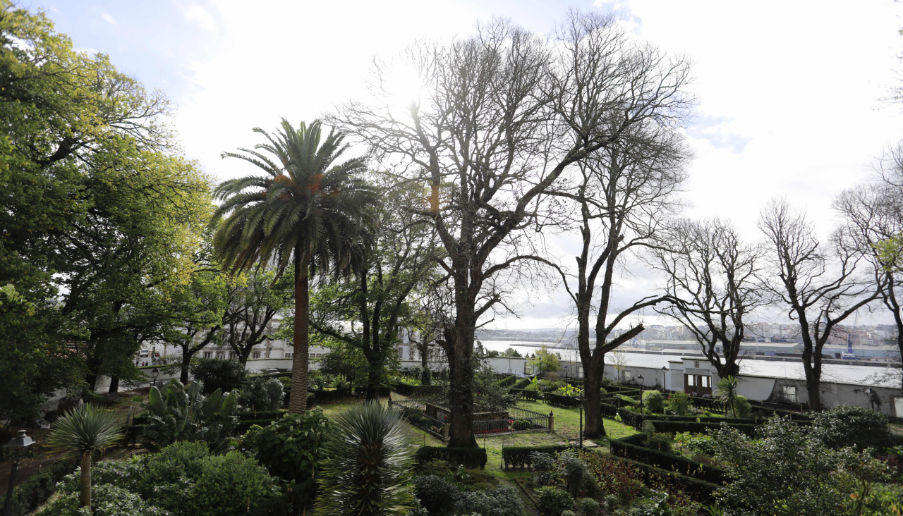 Los 13 olmos que se talarán a partir del lunes se plantaron a inicios ...