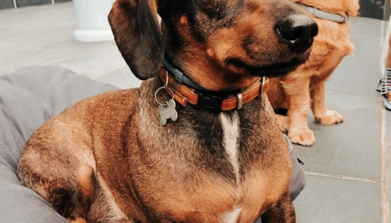 El Grupo Peculiar es Pet Friendly 