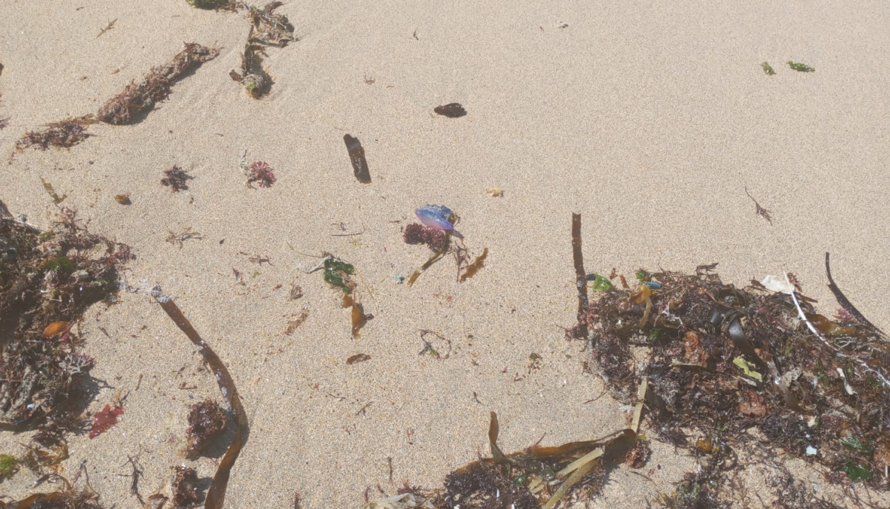 WhatsApp Image 2025 08 08 at 16.41.05