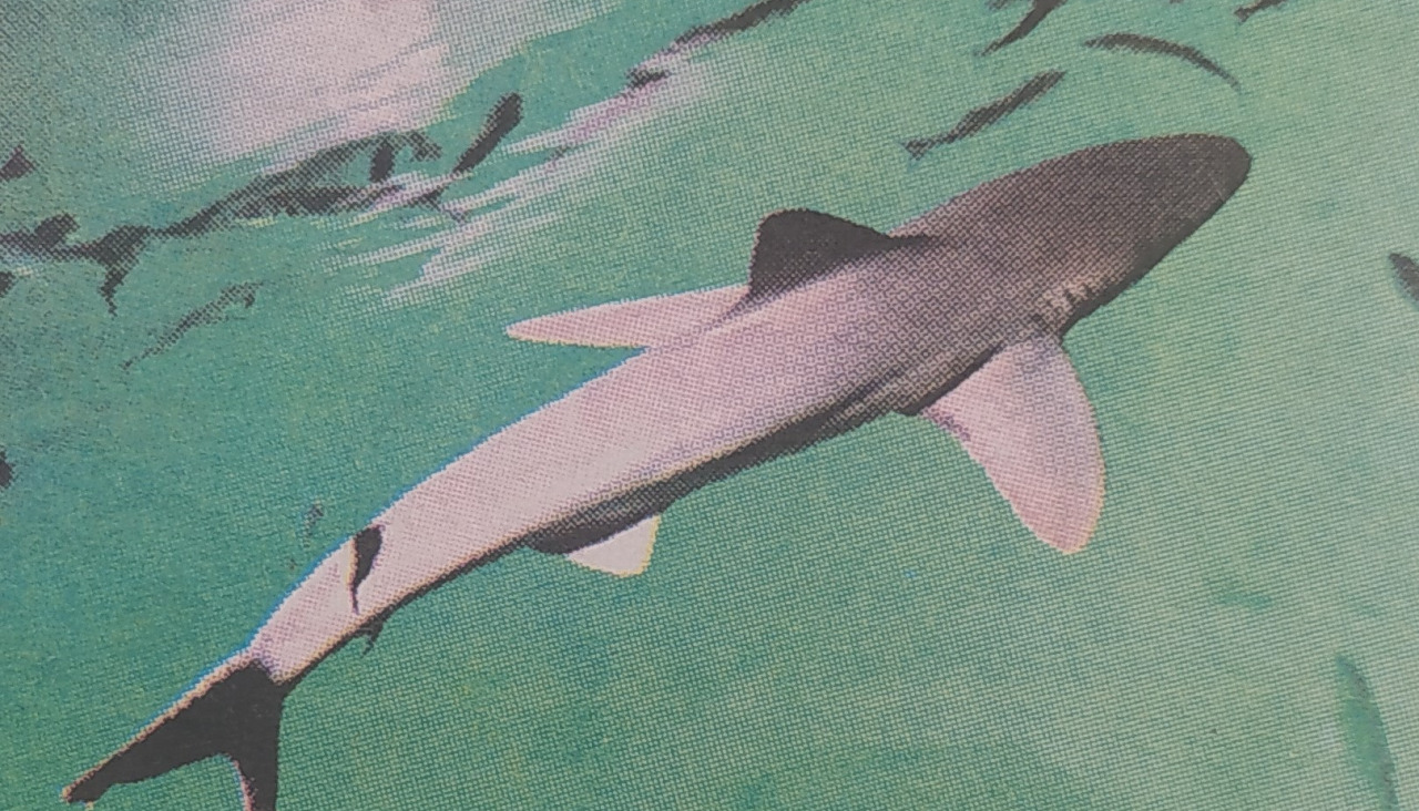 Tiburu00f3n casa de los peces 1999